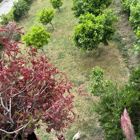 With Garden View Kamez