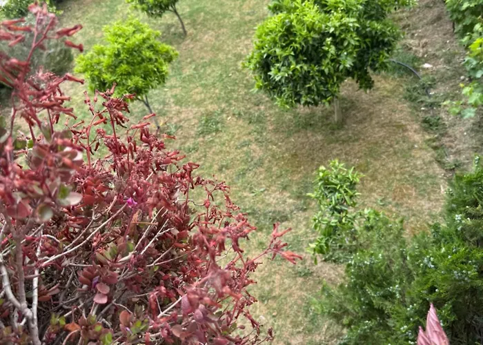 With Garden View Kamez